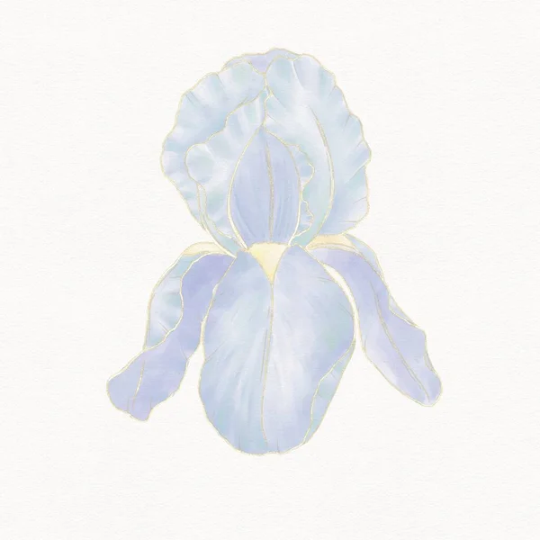 Illustration Aquarelle Avec Contour Doré Une Fleur Iris Bleu Violet — Photo