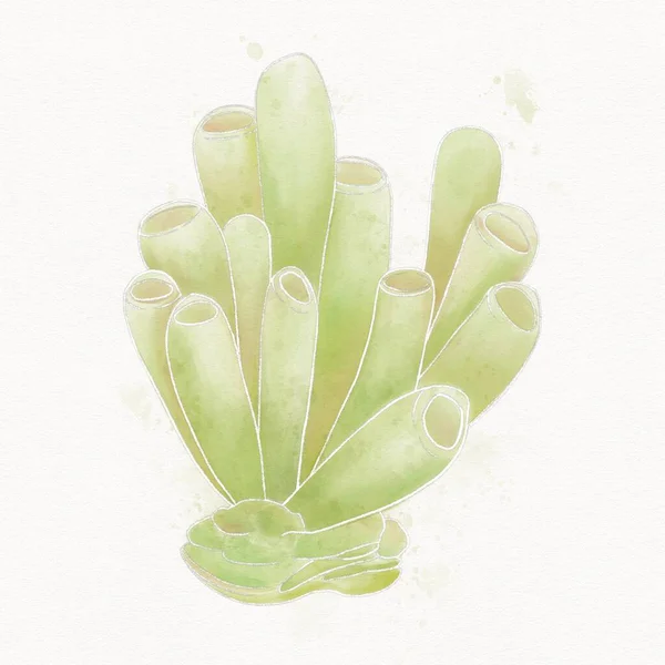 Акварельна Ілюстрація Зелених Коралів Акварельному Папері Ізольовані Елементи — стокове фото