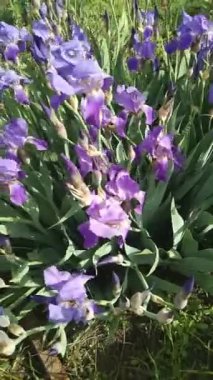 Rüzgarda sallanan mor zambaklı bir çiçek tarhı, video.