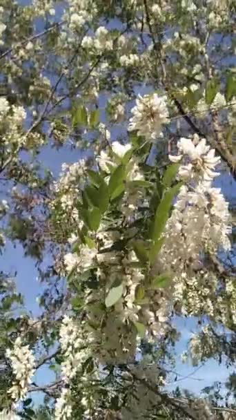 Flores Acacia Blanca Sobre Fondo Cielo Azul Video — Vídeo de stock