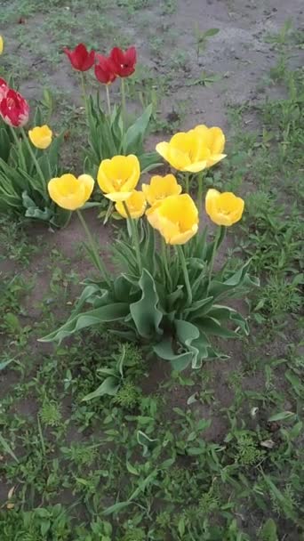 Parterre Con Flores Tulipanes Amarillos Rojos Balanceándose Viento Video — Vídeo de stock