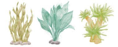 Beyaz arkaplanda yeşil yosunların suluboya çizimleri