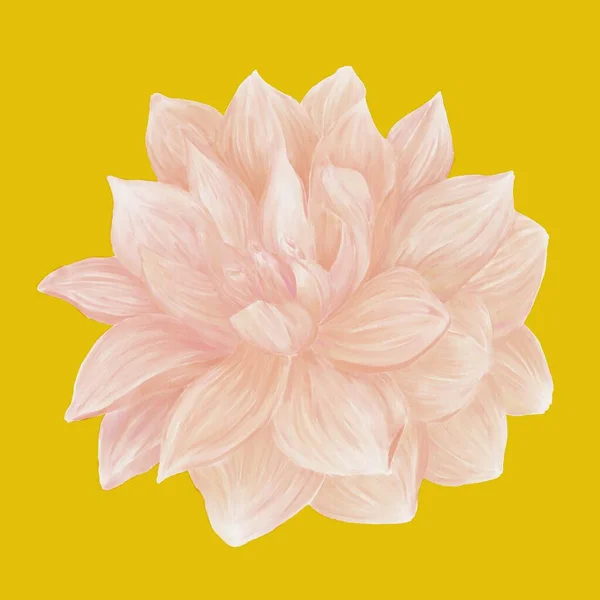 Ilustração Uma Flor Dahlia Rosa Sobre Fundo Branco Flowe Isolado — Fotografia de Stock
