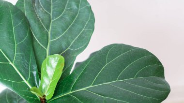 Beyaz arka planda renkli tropikal yaprakların yaratıcı düzeni. Kopya alanı ile en az yaz egzotik konsepti.