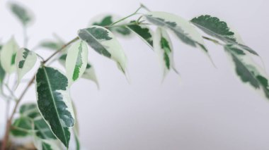 Beyaz arka planda renkli tropikal yaprakların yaratıcı düzeni. Kopya alanı ile en az yaz egzotik konsepti.