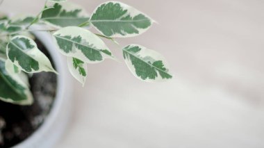 Beyaz arka planda renkli tropikal yaprakların yaratıcı düzeni. Kopya alanı ile en az yaz egzotik konsepti.