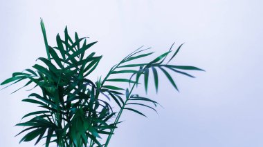 Yeşil santral, duvar arkası makro yan görüşlü soyut modern iç mekan. Beyaz arka planda, güneş ışığı altında taze yeşil bir yaprak.