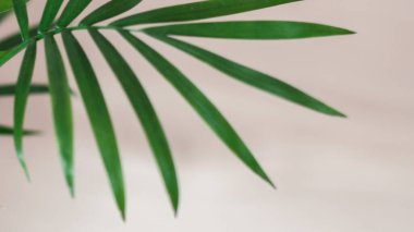 Beyaz arka planda taze yeşil bir yaprak. İç mekan için mükemmel. Açık yeşil yapraklı ev bitkisi