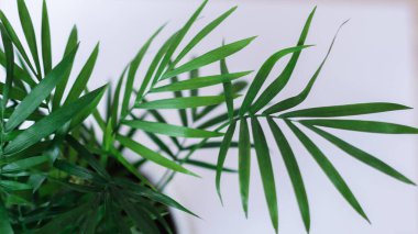 Yeşil santral, duvar arkası makro yan görüşlü soyut modern iç mekan. Beyaz arka planda, güneş ışığı altında taze yeşil bir yaprak.