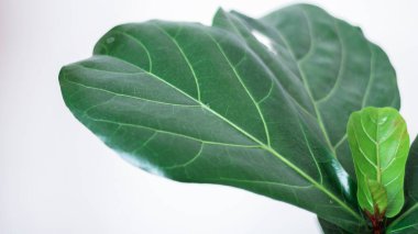 Beyaz arka planda renkli tropikal yaprakların yaratıcı düzeni. Kopya alanı ile en az yaz egzotik konsepti.