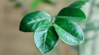 İç kısımda ev bitkisi var. Yeşil yapraklı ev ağacı. Yaşam tarzı ev dekorasyonu. Zamioculcas 'ın yemyeşil yaprakları