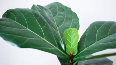 Beyaz arka planda renkli tropikal yaprakların yaratıcı düzeni. Kopya alanı ile en az yaz egzotik konsepti.