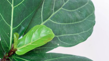 Beyaz arka planda renkli tropikal yaprakların yaratıcı düzeni. Kopya alanı ile en az yaz egzotik konsepti.