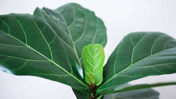 Creative layout of colorful tropical leaves on a white background. Minimal summer exotic concept with copy space.