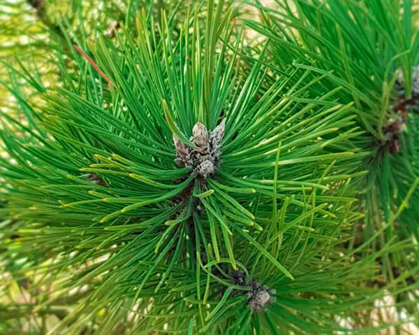 Bir çam dalının arka plan dokusu. Doğal çam dalları.