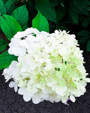 Arka planda izole edilmiş güzel beyaz ortancayı kapatın. Güzel ortanca çiçekleri yazın bahçede açar..