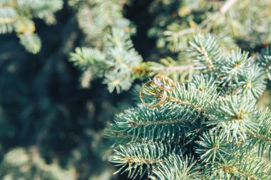 Alyanslar alyansla süslenmiş ladin dalına yakın.