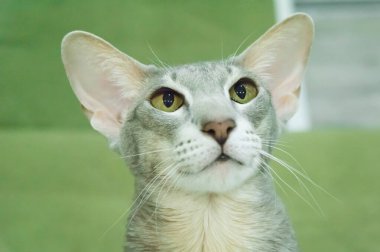 İçerideki sıcak sıcak odasında yumuşak kanepesinde yeşil Eyese uzanmış gri kısa saçlı kedi portresi. Kedi Dinlenmesi.