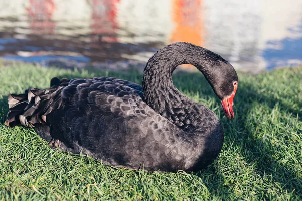 Muy Hermoso Elegante Elegante Cisnes Blancos Con Picos Rosados Nadar —  Fotos de Stock