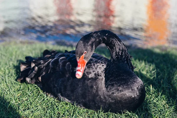 Muy Hermoso Elegante Elegante Cisnes Blancos Con Picos Rosados Nadar —  Fotos de Stock