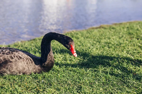 Muy Hermoso Elegante Elegante Cisnes Blancos Con Picos Rosados Nadar —  Fotos de Stock