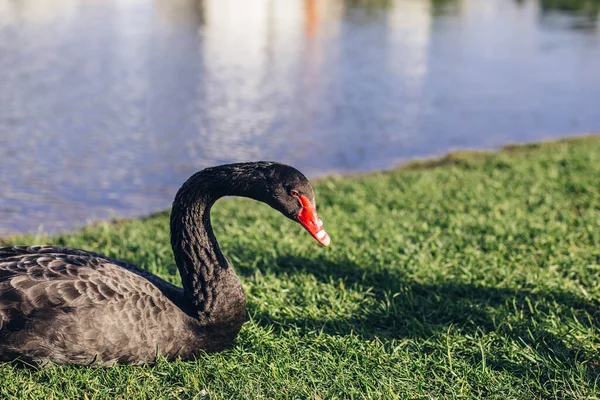 Muy Hermoso Elegante Elegante Cisnes Blancos Con Picos Rosados Nadar —  Fotos de Stock