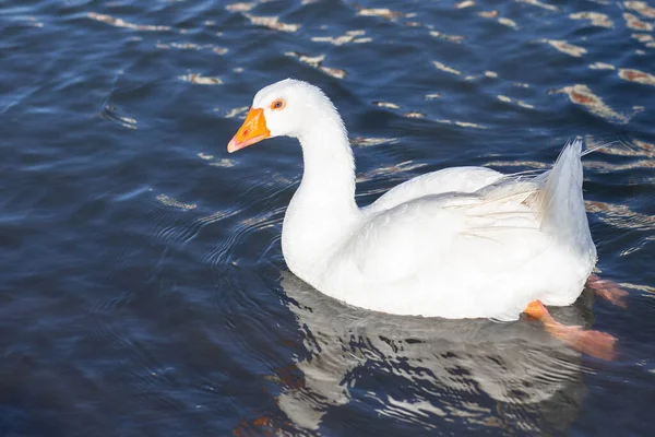 Witte Gans Met Een Oranje Snavel Zwemt Tegen Achtergrond Van — Stockfoto