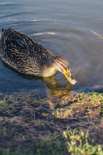 Male Female Mallards Swim Pond Green Water Search Food Russia — Stock Photo, Image