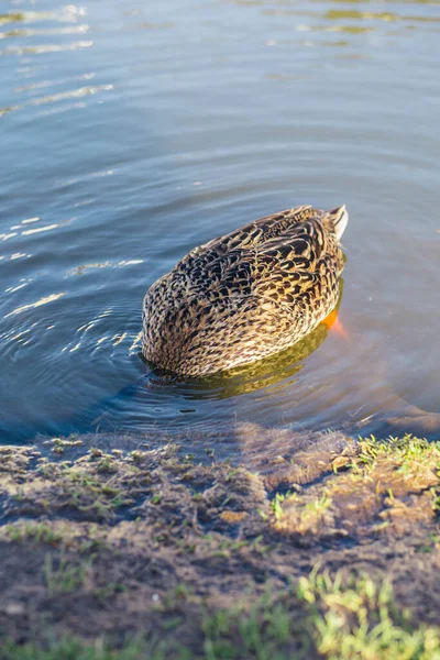 Male Female Mallards Swim Pond Green Water Search Food Russia — Stock Photo, Image