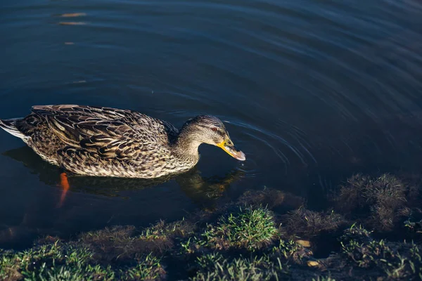 Wild Waterfowl Ducks Swim Clean Lake Sunny Summer Day Russia — Stock Photo, Image