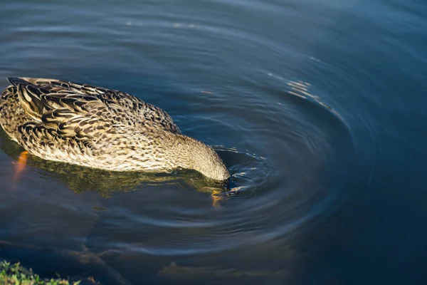 Самцы Самки Крякв Плавают Пруду Зеленой Водой Поисках Пищи России — стоковое фото
