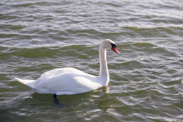 Muy Hermoso Elegante Elegante Cisnes Blancos Con Picos Rosados Nadar —  Fotos de Stock