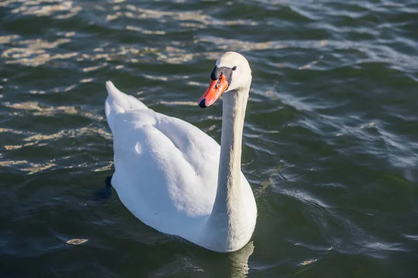 Muy Hermoso Elegante Elegante Cisnes Blancos Con Picos Rosados Nadar —  Fotos de Stock