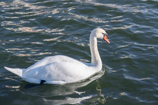 Muy Hermoso Elegante Elegante Cisnes Blancos Con Picos Rosados Nadar —  Fotos de Stock