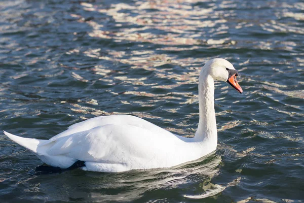 Muy Hermoso Elegante Elegante Cisnes Blancos Con Picos Rosados Nadar —  Fotos de Stock