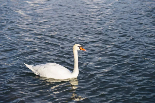 Muy Hermosos Cisnes Blancos Elegantes Con Picos Rosados Nadan Lago —  Fotos de Stock