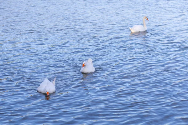 Very Beautiful Graceful White Swans Geese Pink Beaks Swim Clear — Stock Photo, Image