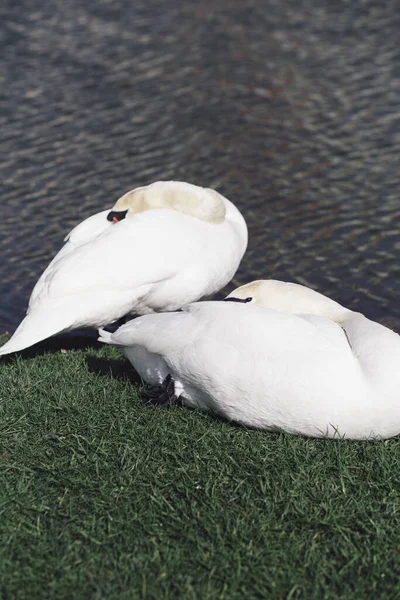 Two White Swans Hold Heads Wings Sleep Lake —  Fotos de Stock