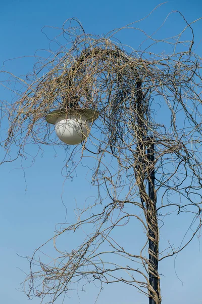 Lantaarn Verstrengeld Met Klimplant — Stockfoto