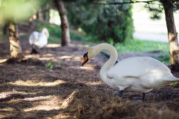 Cisne Blanco Salvaje Construido Nido Pone Huevos Debajo Los Pinos —  Fotos de Stock