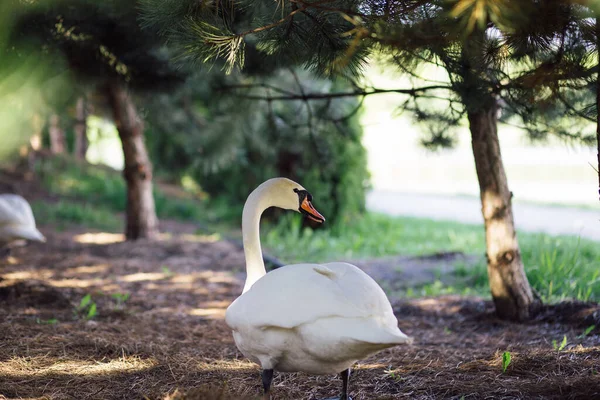 Cisne Blanco Salvaje Construido Nido Pone Huevos Debajo Los Pinos —  Fotos de Stock