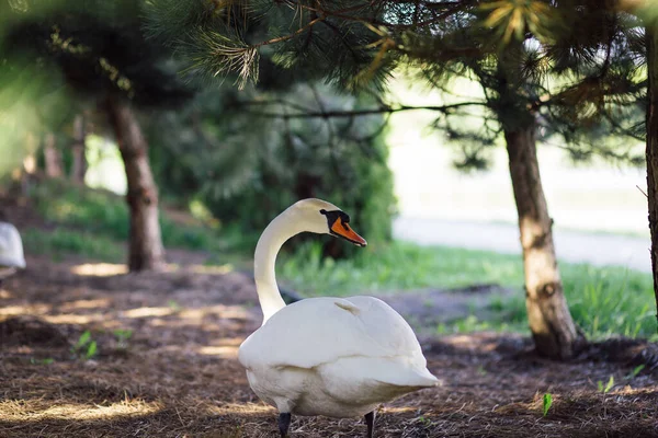 Cisne Blanco Salvaje Construido Nido Pone Huevos Debajo Los Pinos —  Fotos de Stock