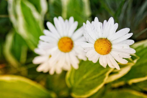 Dva Krásné Bílé Sedmikrásky Heřmánek Zahradě Mezi Zeleň Close — Stock fotografie