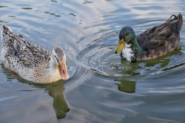 Two Wild Waterfowl Ducks Swim Clear Lake Sunny Summer Day — Stock Photo, Image