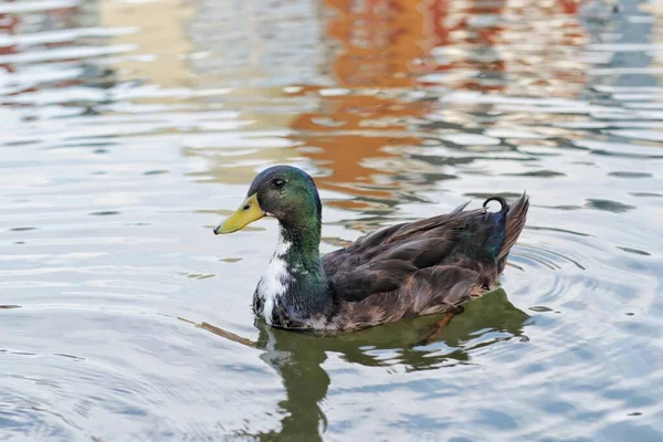 Male Mallard Slowly Swims Local Clean Pond Soft Focus Close — Stock Photo, Image