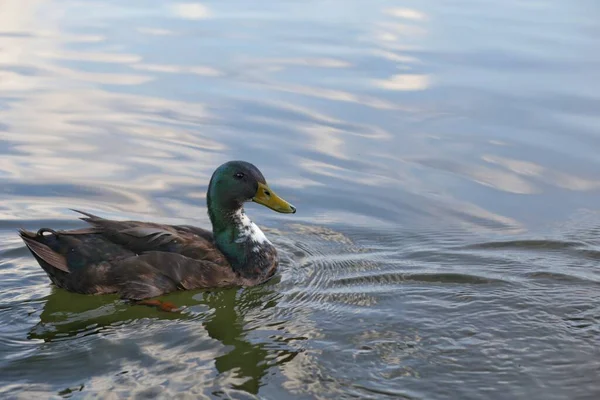 Male Mallard Slowly Swims Local Clean Pond Soft Focus Close — Stock Photo, Image