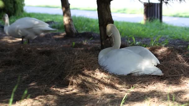 Cisne Blanco Salvaje Construido Nido Pone Huevos Debajo Los Pinos — Vídeos de Stock