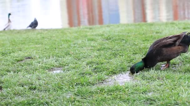 Patinho de aves aquáticas marrom bebe de uma poça e caminhar na grama junto ao lago — Vídeo de Stock