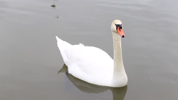 Cisnes brancos como a neve nadam graciosamente em um lago limpo em um dia claro ensolarado. — Vídeo de Stock