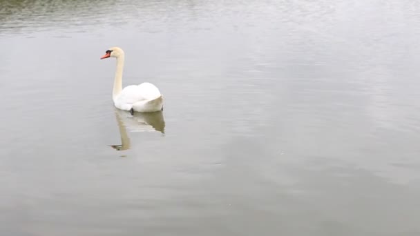 Les cygnes blancs comme neige nagent gracieusement sur un étang propre par temps clair ensoleillé. — Video
